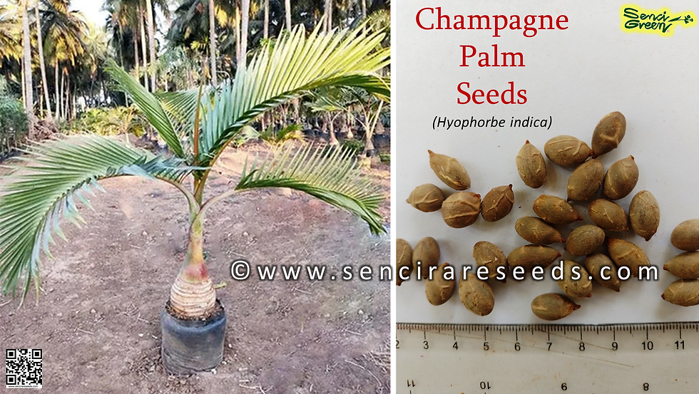 Thumbnail: Champagne Palm Seeds (Hyophorbe indica)