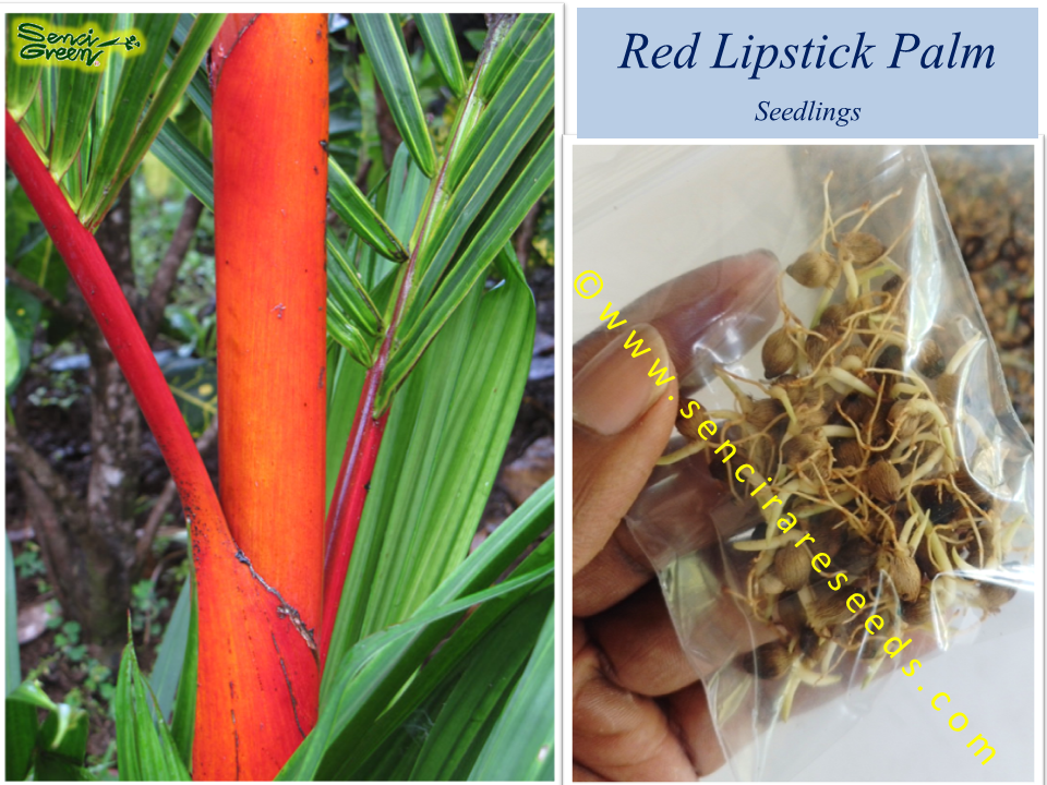 Red sealing wax "Cyrtostachys renda" palm seedlings (Wholesale)