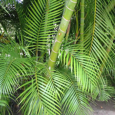 Dypsis madagascariensis (Mahajanga)