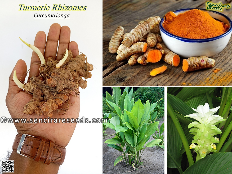 Turmeric Rhizomes (Curcuma longa)