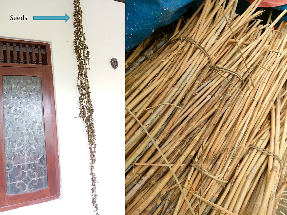 Miniature : True Rattan (Calamus rotang ) Seeds