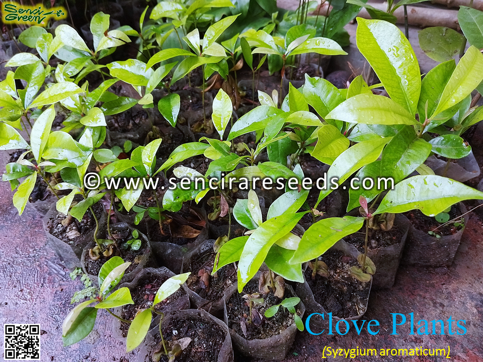 Miniature : Clove Plant x1 (Syzygium aromaticum)  Herbal Spice plant