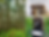 Premium Rubber Tree Seeds (Hevea brasiliensis)