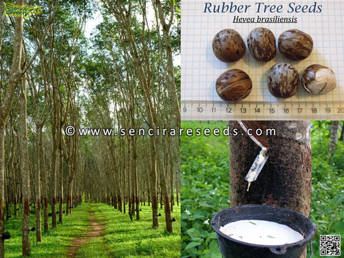 rubber tree plant for sale Buy Ficus Elastica Tineke main image 0