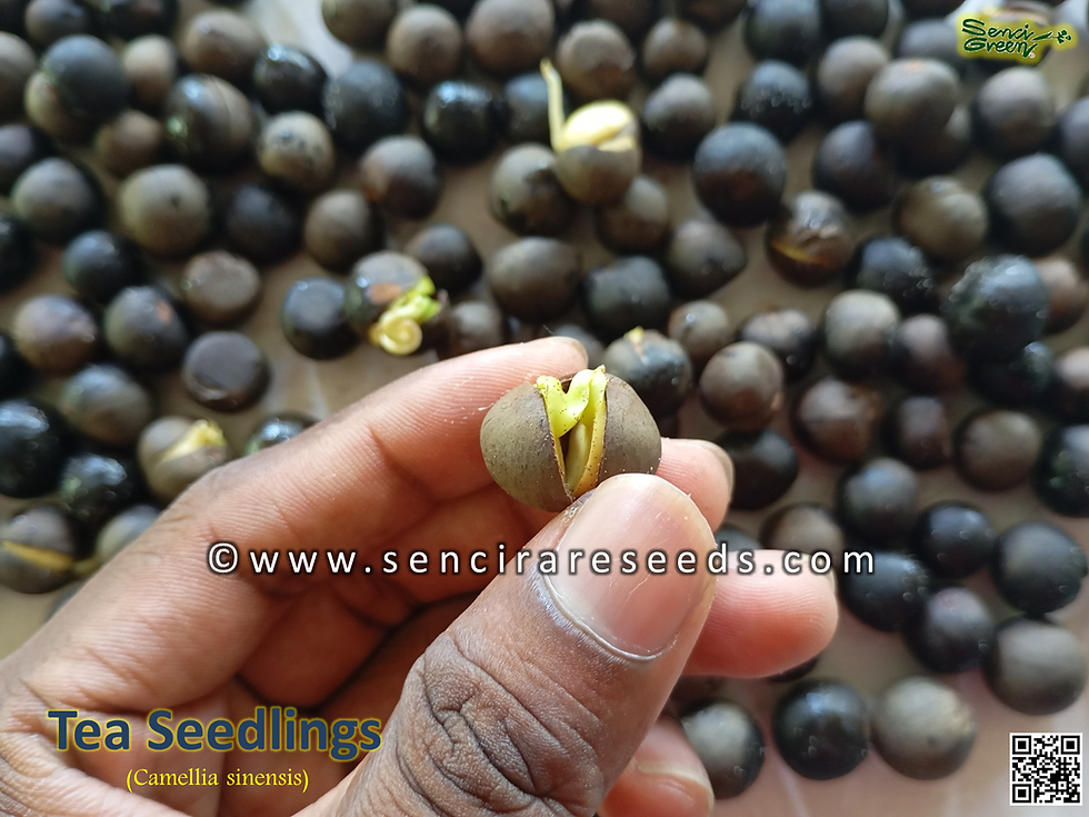 Thumbnail: Camellia sinensis sprouted seeds