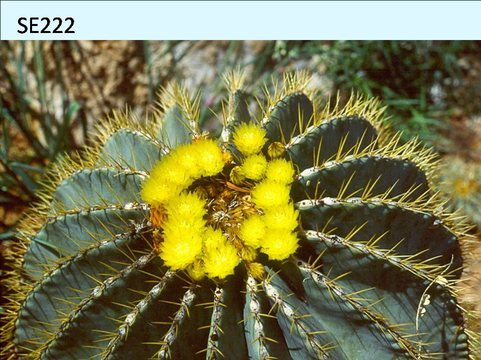 Cactus Plant  SE222