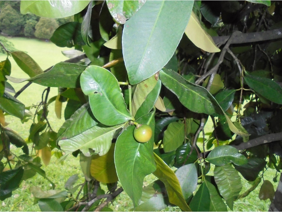 Thumbnail: African mangosteen seeds (Garcinia cymosa)