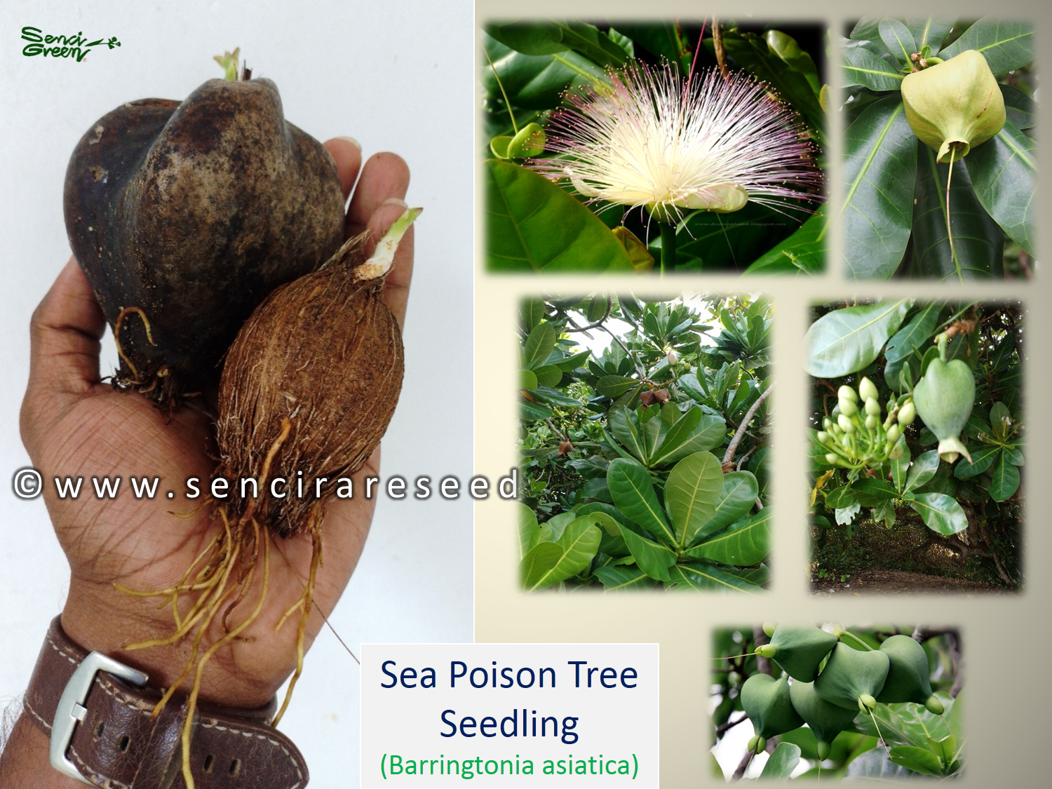 Sea poison tree seedling x1 (Barringtonia asiatica)