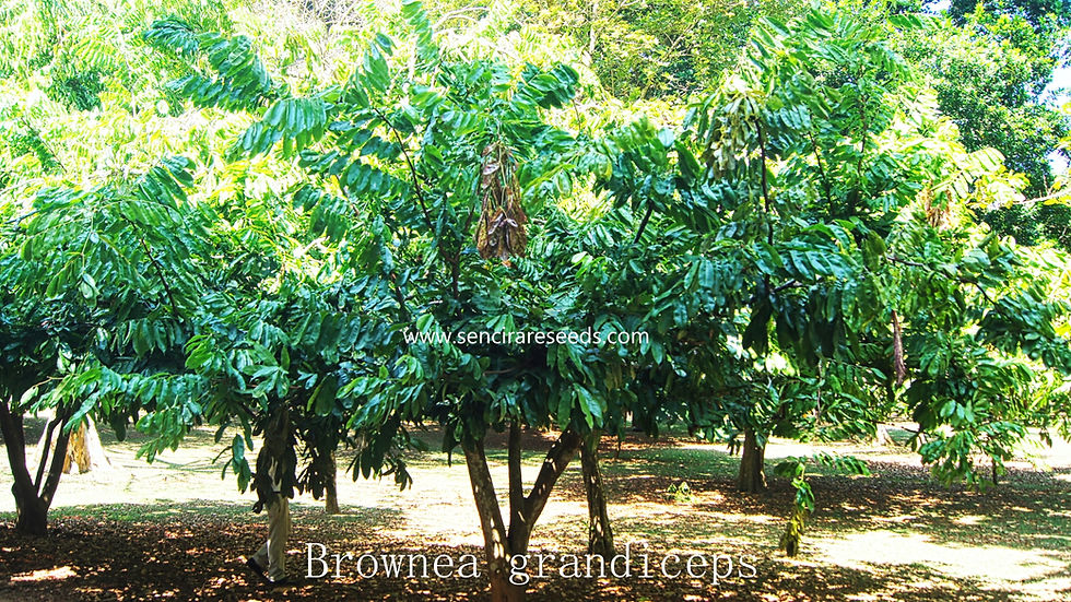 Thumbnail: Rose of Venezuela Seeds (Brownea grandiceps)