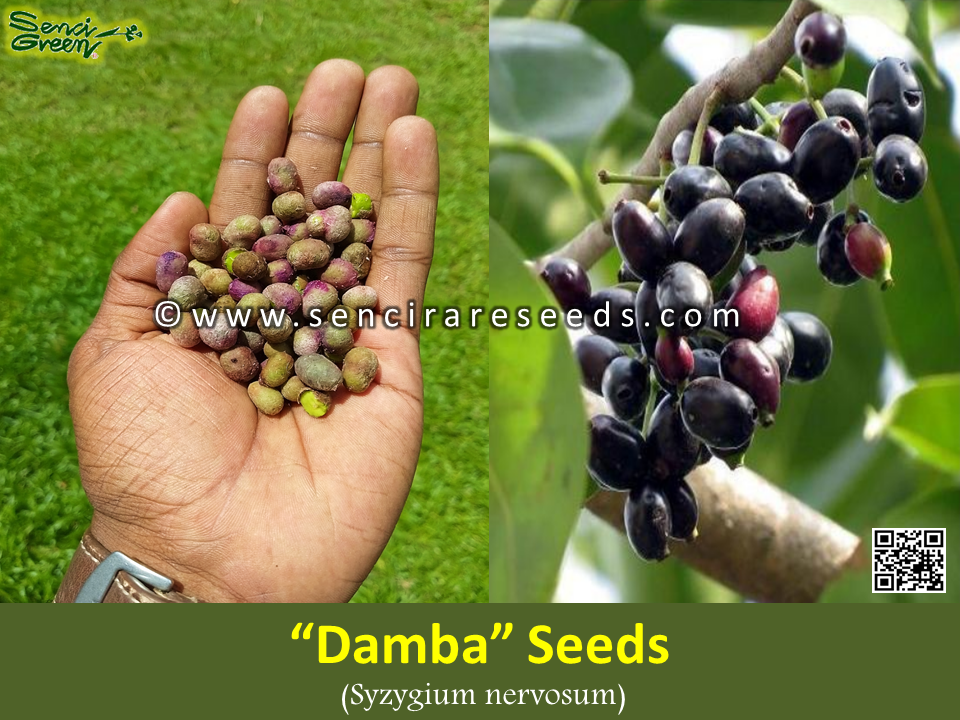 Damba  Seeds (Syzygium nervosum) fruit herbal 10 seeds