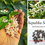 Thumbnail: Sepalika Seeds (Nyctanthes arbor-tristis) Flower Seeds