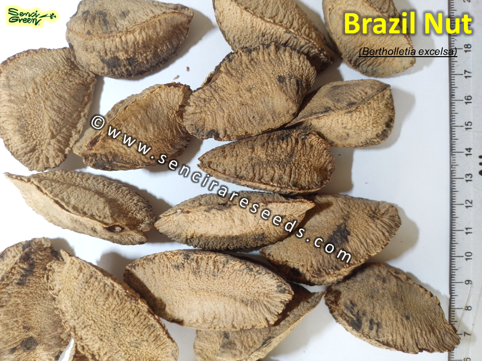 Thumbnail: Brazil nut, butter nut (Bertholletia excelsa) seeds