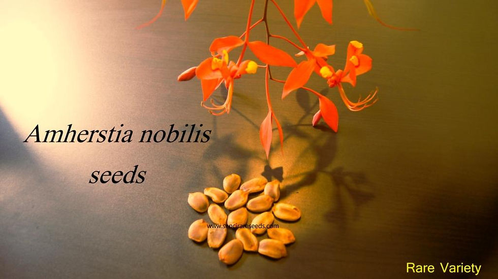 Thumbnail: Pride of burma Seeds (Amherstia nobilis)