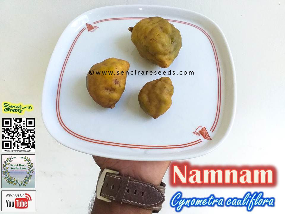 Miniature : Namnam seeds (Cynometra cauliflora)