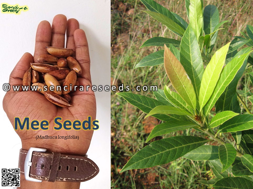 Miniature : Mee, Butter Tree Seeds  (Madhuca longifolia) 10 seeds