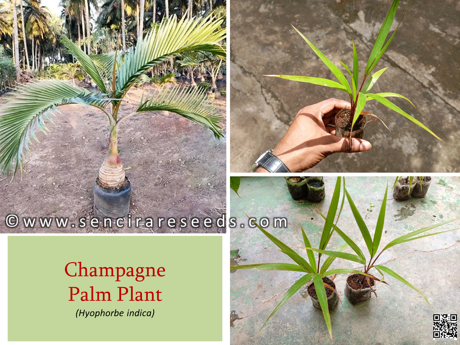 Champagne Palm Plant for Sale (Hyophorbe indica)