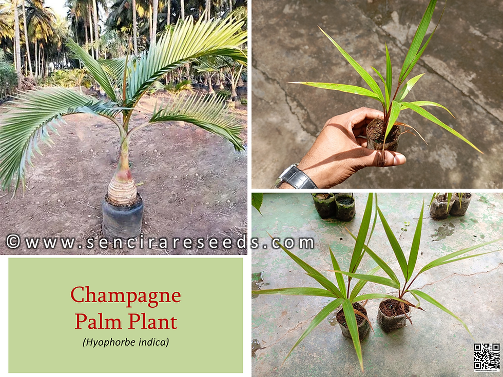 Champagne Palm Plant for Sale (Hyophorbe indica)