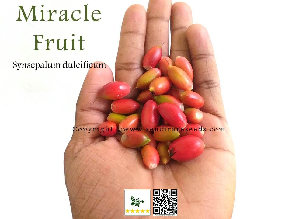 Miniature : Miracle fruit  (Synsepalum dulcificum) 100% FRESH seeds