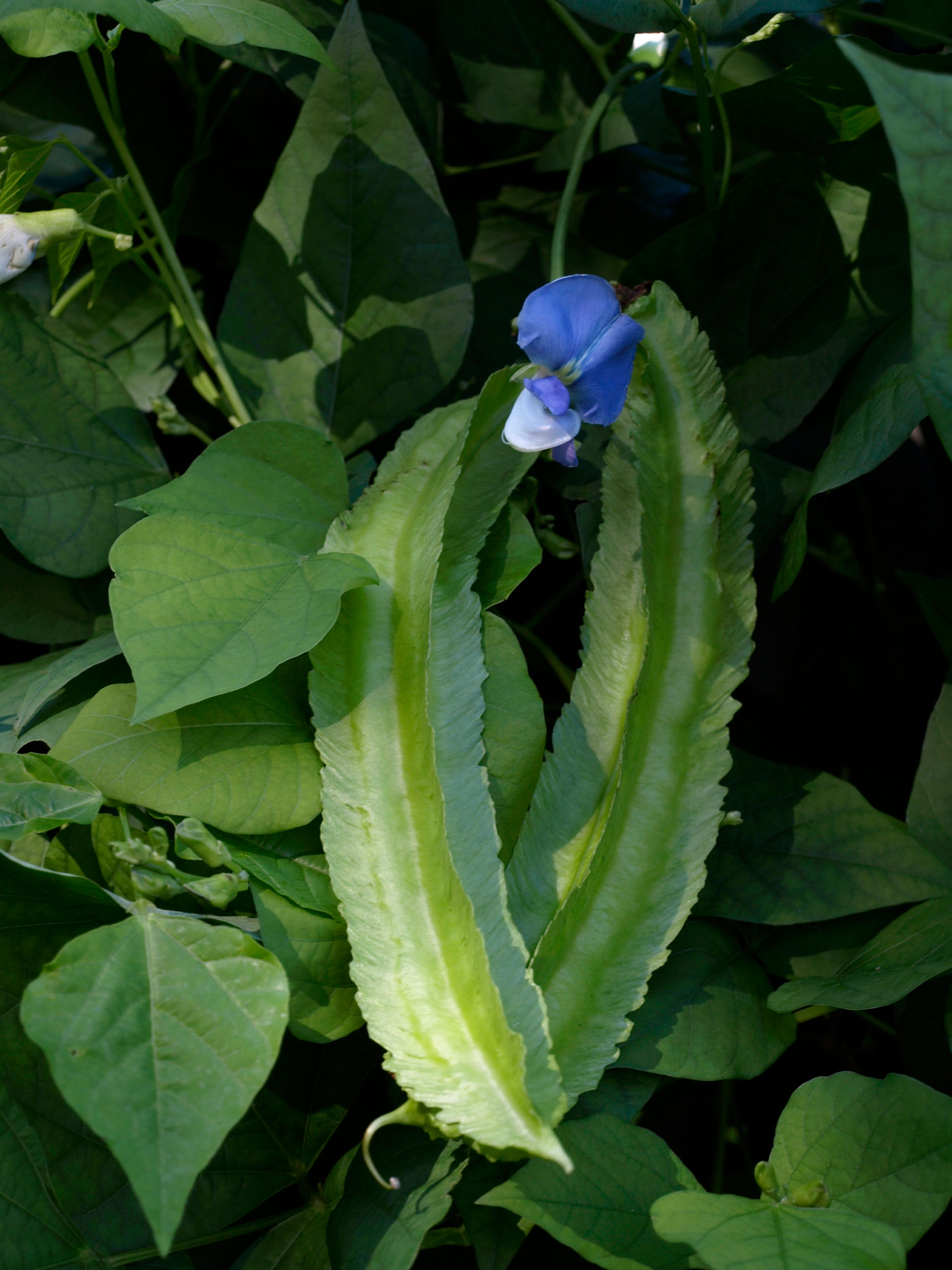 Psophocarpus tetragonolobus