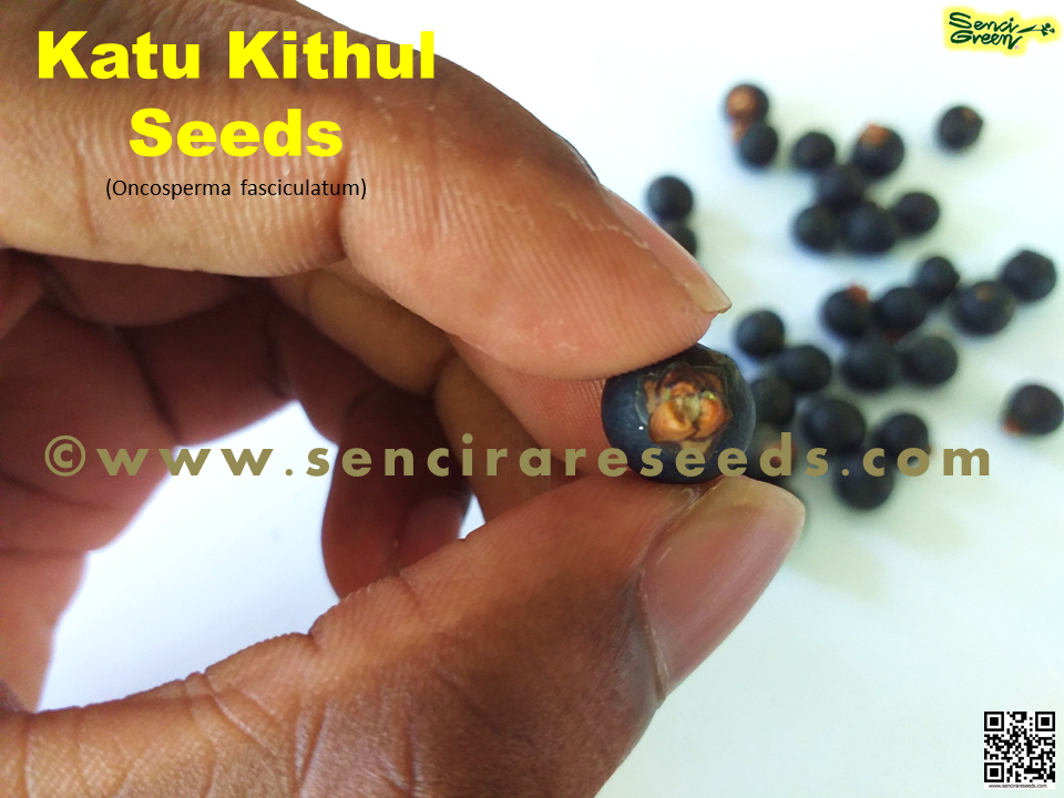 Thumbnail: Katu kithul seeds (Oncosperma fasciculatum)