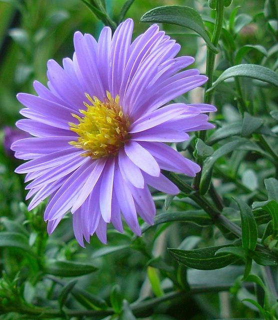 Thumbnail: Aster Flower Seeds "senci rare seeds area"