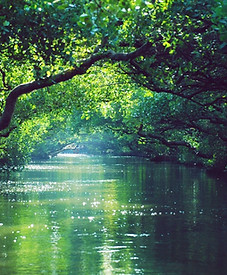 green trees beside body of water during daytime_edited.jpg