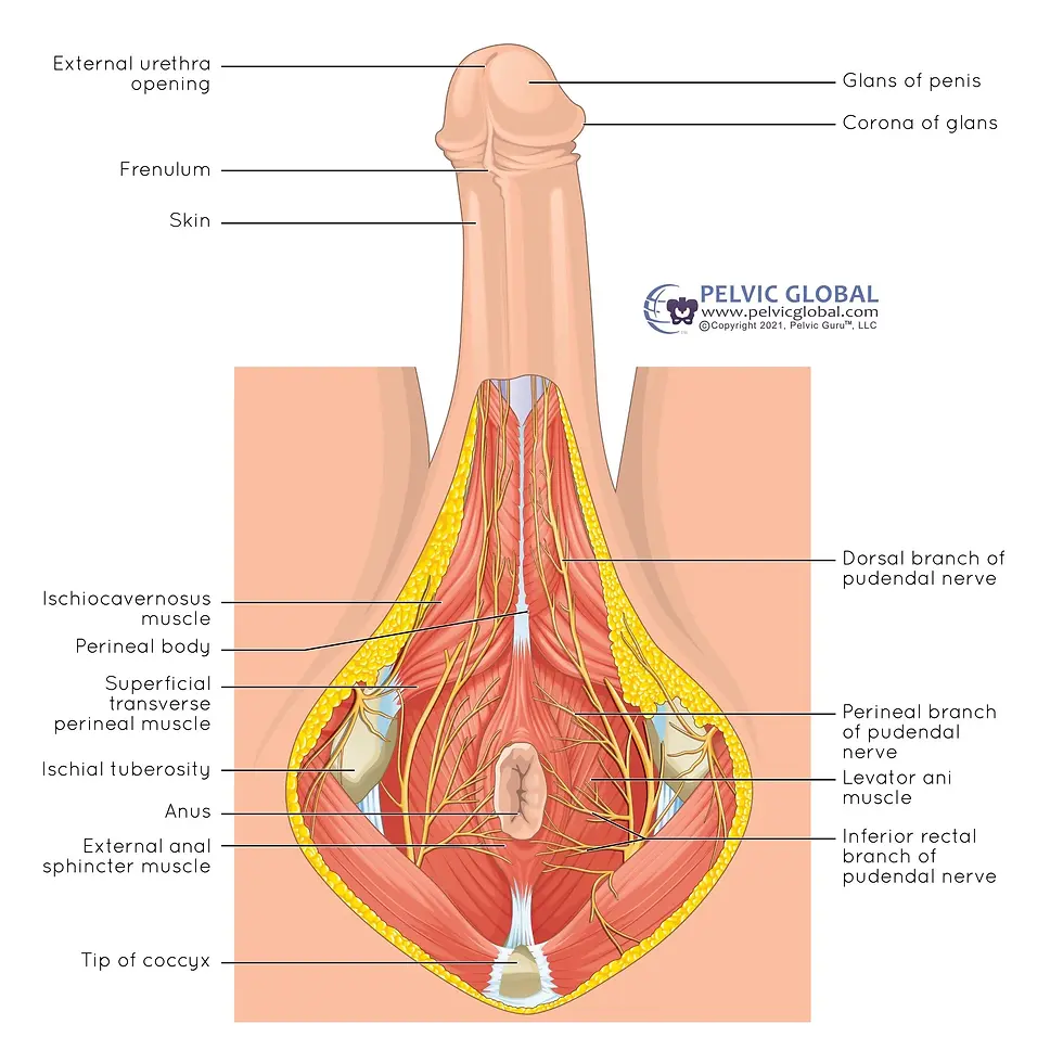Shockwave Therapy for Erectile Dysfunction: What the Research Actually Shows