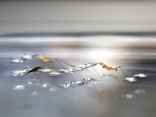 Robot Jesus - Insect-Inspired Robots That Can Jump on Water
