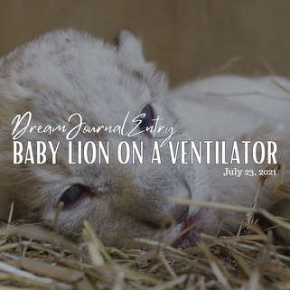 Baby Lion on a Ventilator
