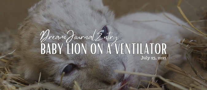 Baby Lion on a Ventilator