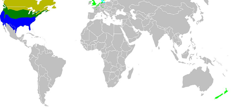 General areas you might see Geese in 2025-2026