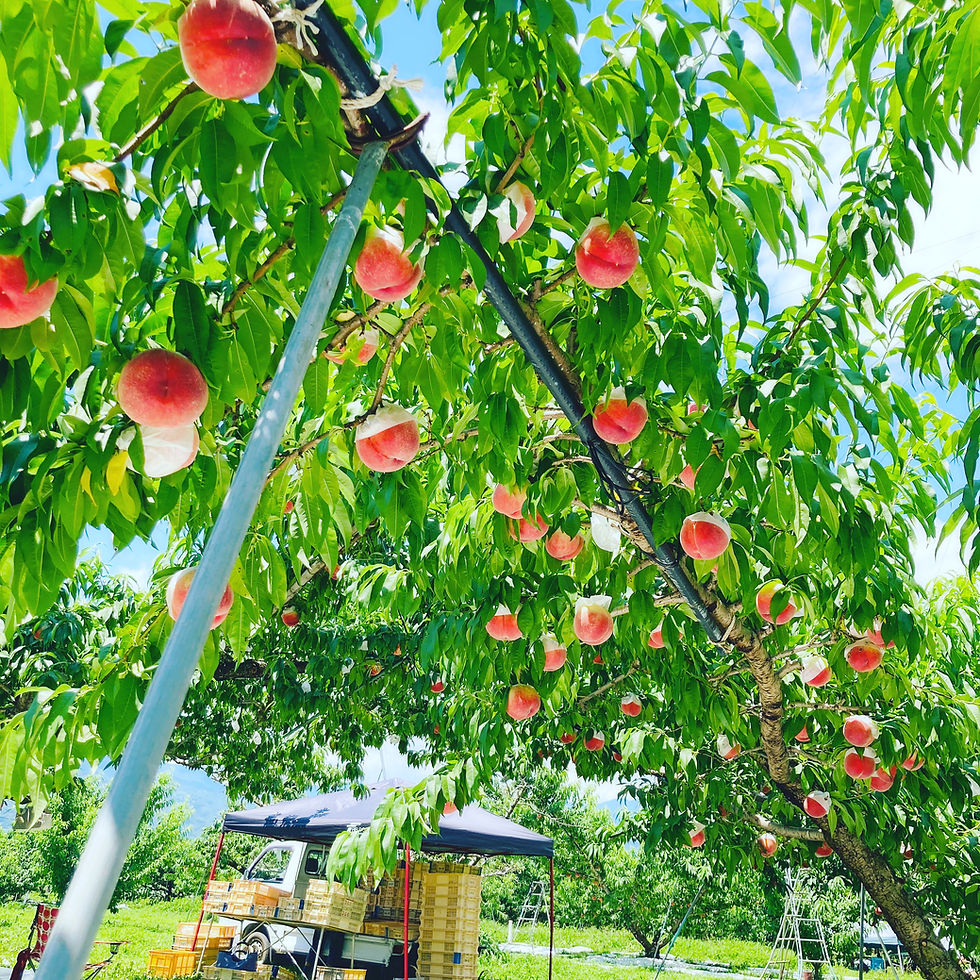 サムネイル： 初夏の桃　3kg（10個前後）