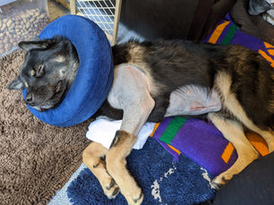 Under the Knife - My Elbow Dysplasia Surgery and Rehab