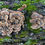 Thumbnail: Turkey Tail Mushroom