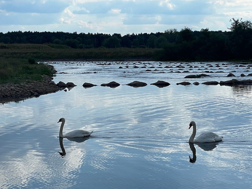 Wehr Osterloh, Schwan,