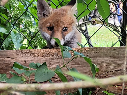 Junger Fuchs in Zaun verheddert