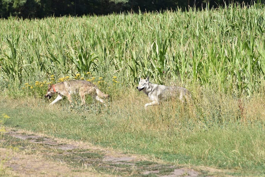 Wolfhund, Wolfshund, Wolfshybrid,