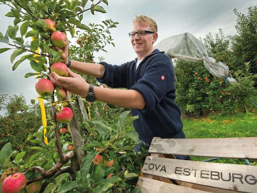 LWK: "Sonniger Sommer sorgt für Äpfel von exzellenter Qualität"