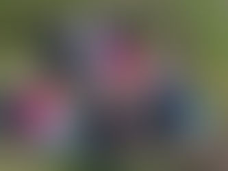 Müdener Grundschule will "Naturparkschule" werden