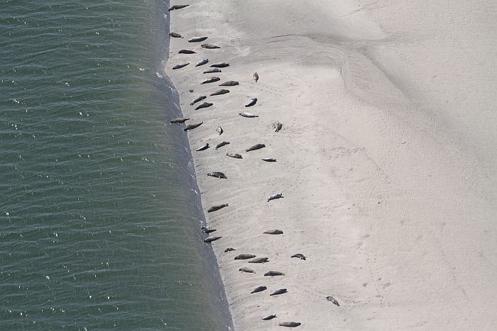 Seehunde, Strand,