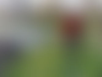 Flächenbrand am Fuhserandweg