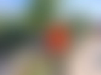 Böschungsbrand am Fuhserandweg in Celle