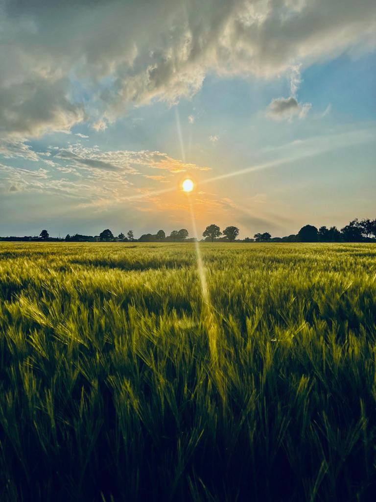Sonnenuntergang, Feld,