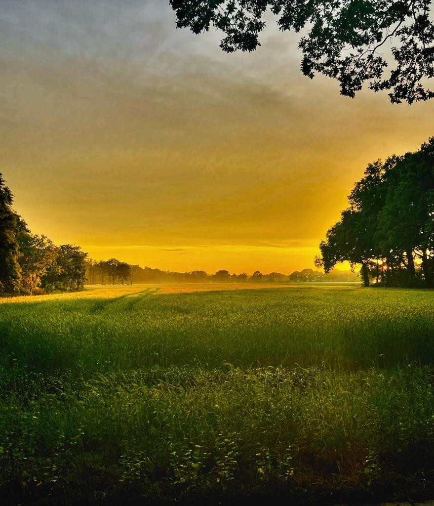Sonnenuntergang, Feld,