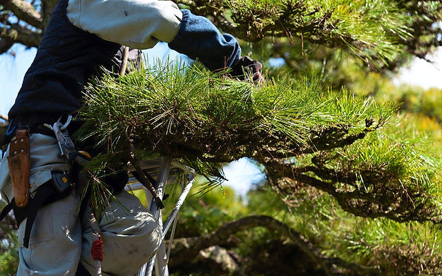 横浜市都筑区 植木屋 庭木の剪定 植栽 除草 枝おろし エクステリア工事 株式会社s Sサービス 横浜市都筑区 植木屋 庭木の剪定 植栽 除草 枝おろし エクステリア工事 株式会社s Sサービス