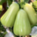 Wax Jambu- GREEN (advanced )  UNKNOWN BACK IN STOCK DATE