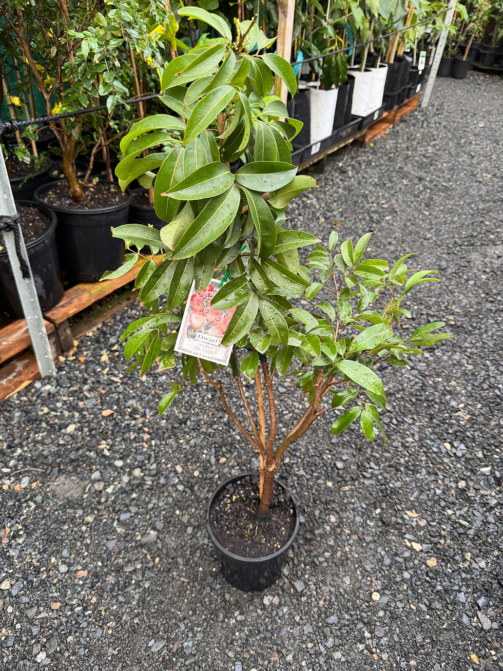 Thumbnail: Lychee - Wai chee DWARF  165mm pot 