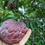 Thumbnail: Sugar Apple - Kampong Mauve (PURPLE)