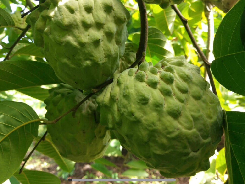 Custard apple - Hilary white
