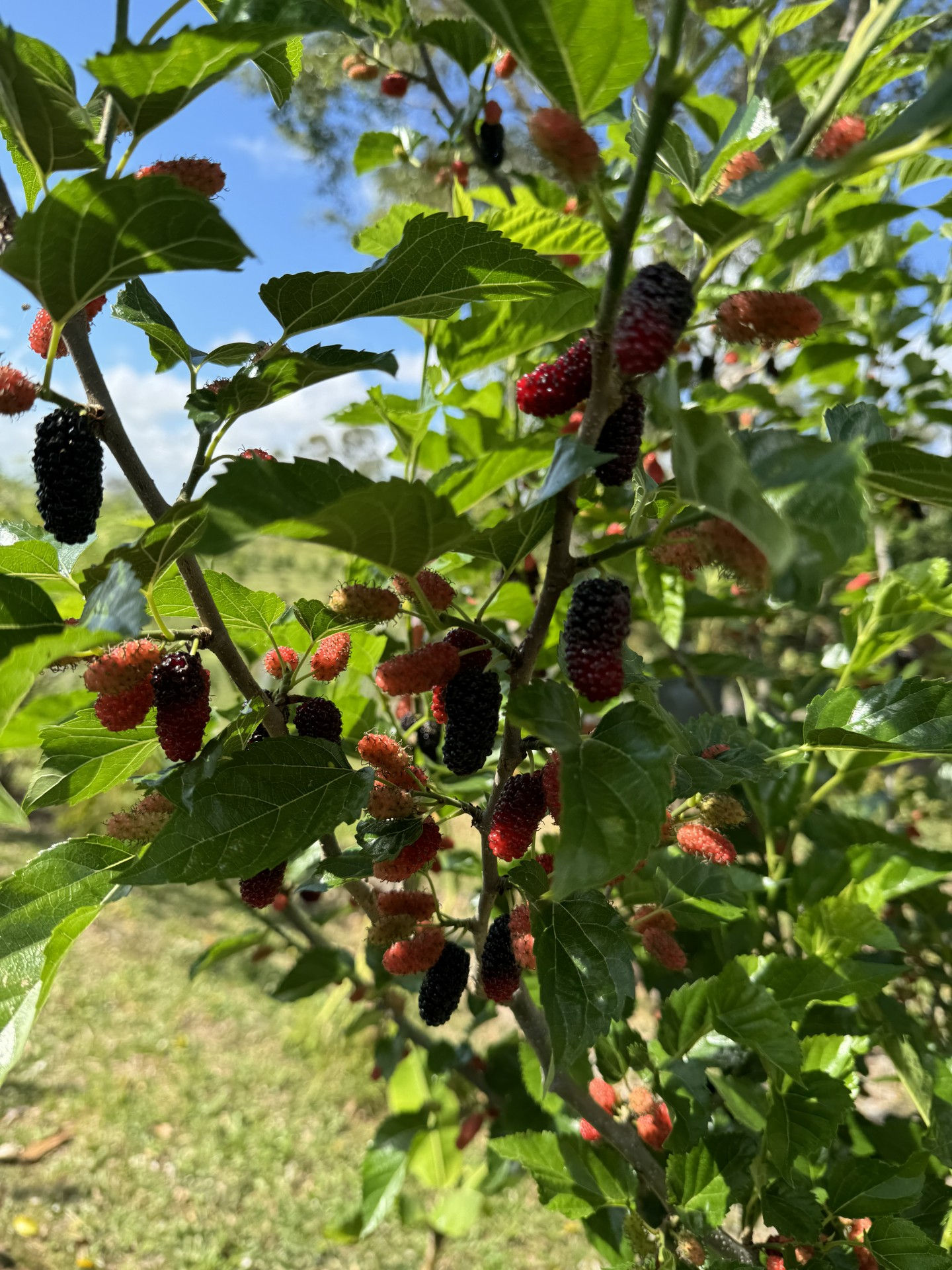 Mulberry - Dwarf black 200mm pot
